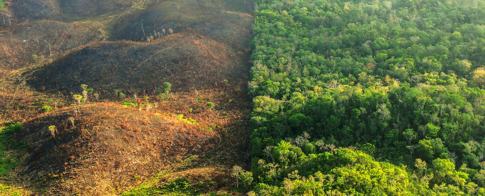 Picture of a deforested rainforest